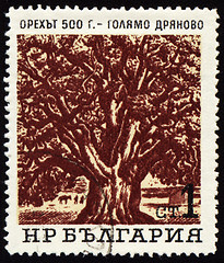 Image showing Old 500-years nut-tree in Golyamo-Dryanovo on post stamp
