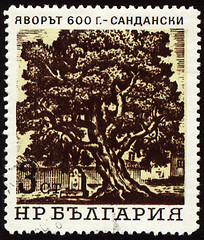 Image showing Old 600-years tree in Sandanski on post stamp