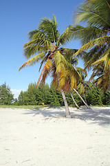 Image showing coconut beach