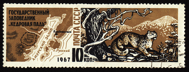 Image showing Cedar Pad reserve in USSR on post stamp