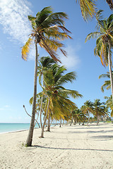 Image showing coconut trees