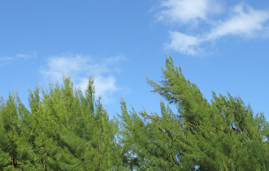 Image showing tropical pine trees