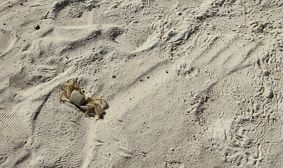 Image showing beach crab