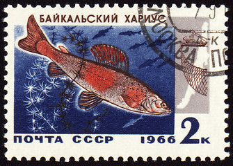 Image showing Baikal grayling on post stamp