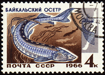 Image showing Baikal sturgeon on post stamp
