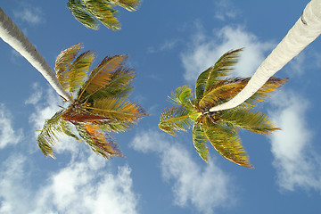 Image showing two palm trees