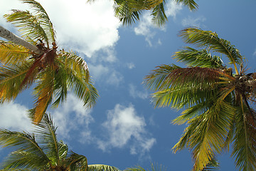 Image showing coconut trees background