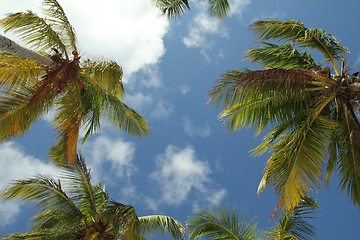 Image showing coconut trees background