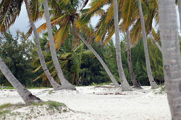 Image showing tropical trees