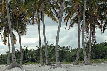 Image showing tropical trees