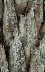 Image showing palm tree bark