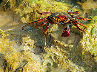 Image showing red crab