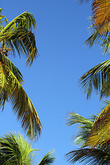 Image showing tropical closeup