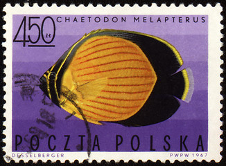 Image showing Black-eye butterflyfish (Chaetodon melapterus) on post stamp