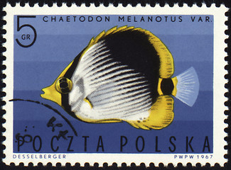 Image showing Striped Butterflyfish on post stamp