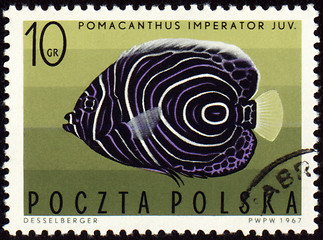 Image showing Imperial angelfish (Pomacanthus imperator) on post stamp