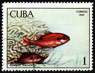 Image showing Fish Apogon maculatus on post stamp