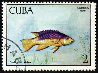 Image showing Fish Bodianus rufus on post stamp