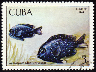 Image showing Fish Microspathodon chrysurus on post stamp