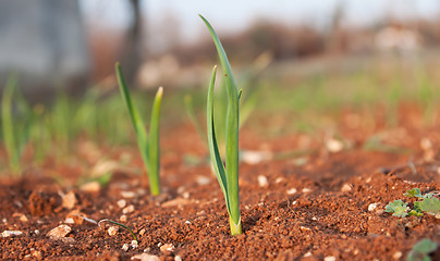 Image showing young garlic