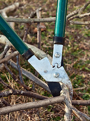 Image showing tree cutting