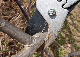 Image showing cutting tree with clippers