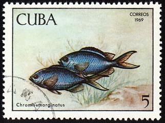 Image showing Fish Chromis marginatus on post stamp