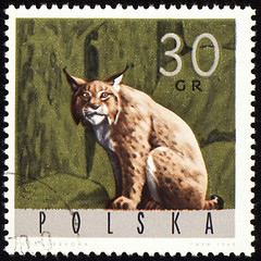 Image showing Lynx on post stamp