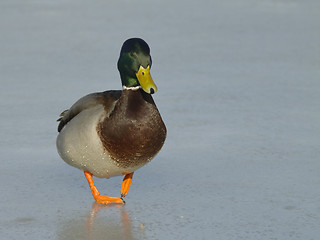 Image showing Mallard on the ice