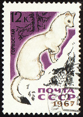 Image showing Ermine on post stamp