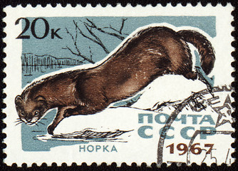 Image showing Mink on post stamp