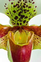 Image showing Close up of orchid (Paphiopedilum Maudiae) 