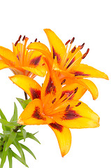 Image showing Orange lily flowers