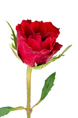 Image showing Beautiful red rose