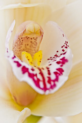 Image showing Orchid flower close-up, selective focus 