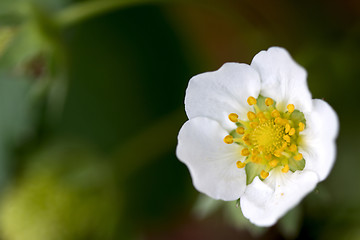 Image showing Strawberry Fruit Plant Flower