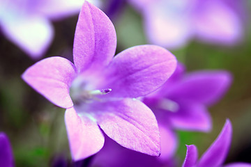 Image showing Campanula Portenschlagiana Blue Bell Flowers Closeup