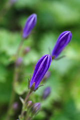 Image showing Campanula Portenschlagiana Blue Bell Flower Buds