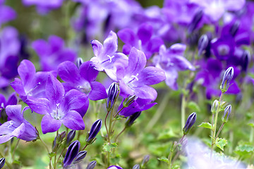 Image showing Campanula Portenschlagiana Blue Bell Flowers