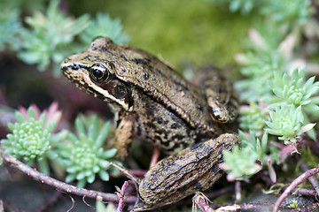 Image showing Pacific Tree Frog among succulent plant