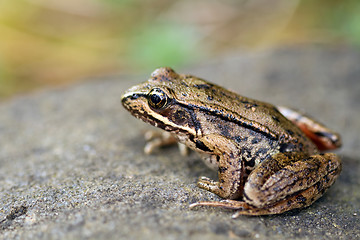 Image showing Pacific Tree Frog on a Rock