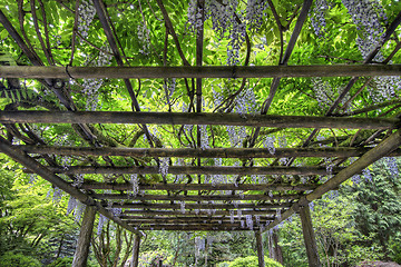 Image showing Wisteria in Bloom at Portland Japanese Garden