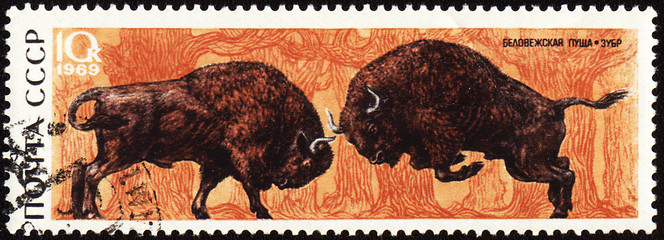 Image showing Two bisons on post stamp