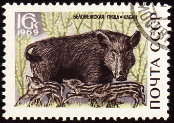 Image showing Wild boar on post stamp
