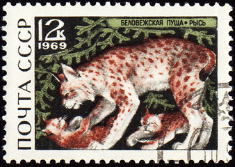 Image showing Lynx on post stamp