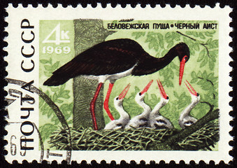 Image showing Black stork on post stamp