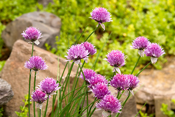 Image showing Garlic Chives Flowers