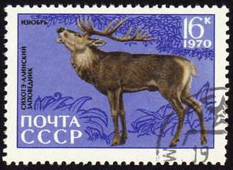 Image showing Siberian stag on post stamp