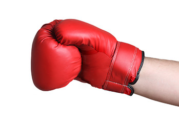 Image showing Boxer