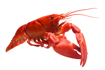 Image showing Crayfish isolated on white 